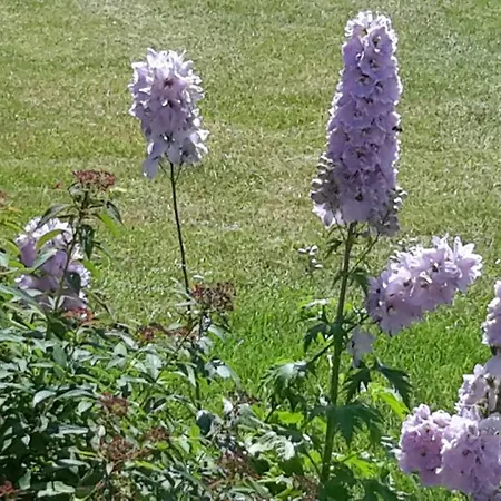 Pensjonat Gaestehaus Hoeferlin Bad Bellingen