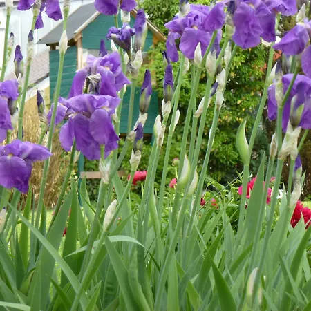 Pensjonat Gaestehaus Hoeferlin Bad Bellingen
