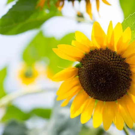 Pensjonat Gaestehaus Hoeferlin 3*